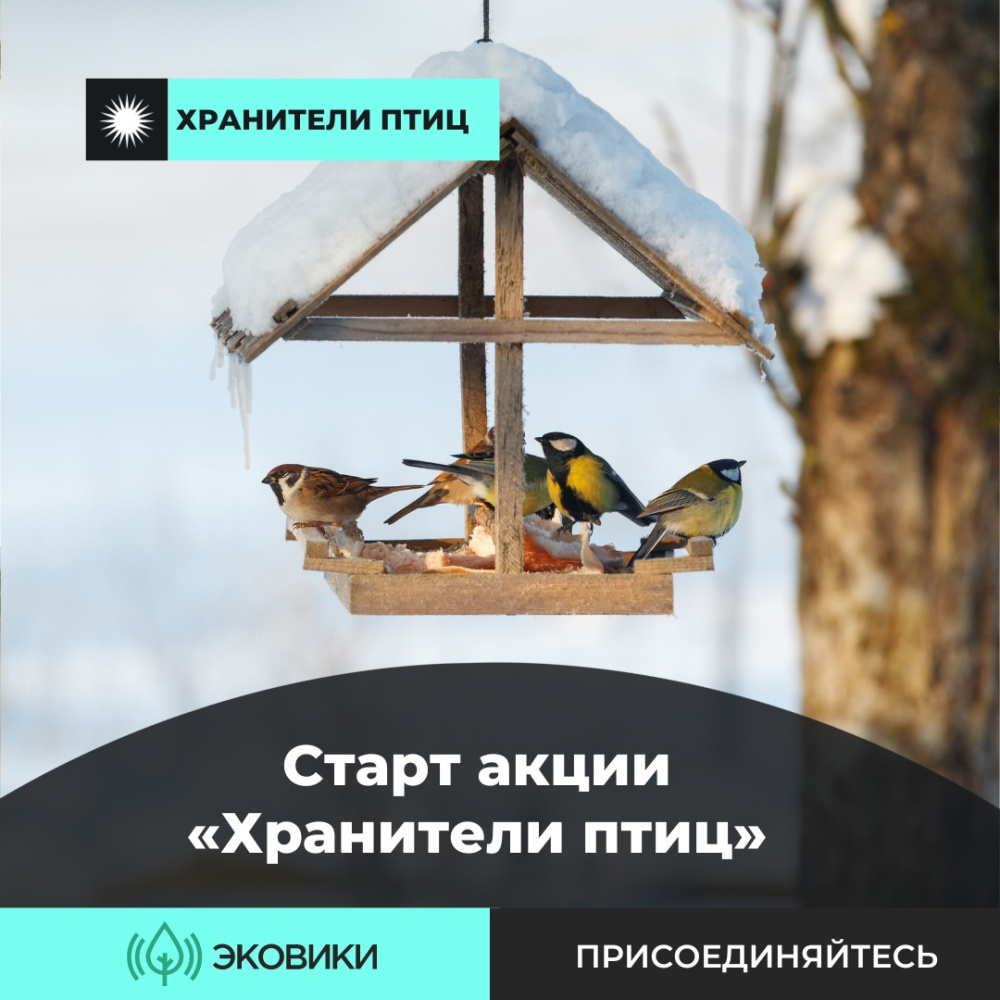 Всероссийская акция Хранители птиц.